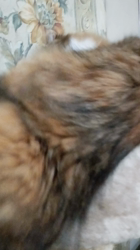 今松澄江ブリーダーからお迎えしたスコティッシュフォールド：ココちゃん