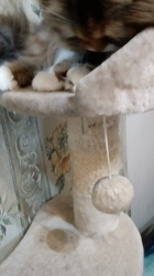 今松澄江ブリーダーからお迎えしたスコティッシュフォールド：ココちゃん