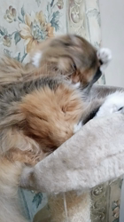 今松澄江ブリーダーからお迎えしたスコティッシュフォールド：ココちゃん