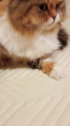 今松澄江ブリーダーからお迎えしたスコティッシュフォールド：ココちゃん