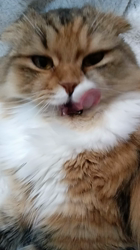 今松澄江ブリーダーからお迎えしたスコティッシュフォールド：ココちゃん