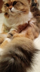 今松澄江ブリーダーからお迎えしたスコティッシュフォールド：ココちゃん