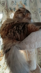 今松澄江ブリーダーからお迎えしたスコティッシュフォールド：ココちゃん