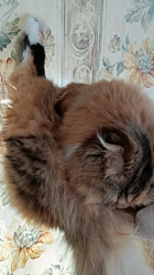 今松澄江ブリーダーからお迎えしたスコティッシュフォールド：ココちゃん