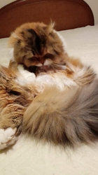 今松澄江ブリーダーからお迎えしたスコティッシュフォールド：ココちゃん