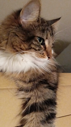阿部伸二ブリーダーからお迎えしたノルウェージャンフォレストキャット：アプちゃん