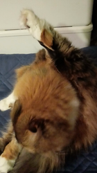 今松澄江ブリーダーからお迎えしたスコティッシュフォールド：ココちゃん