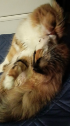 今松澄江ブリーダーからお迎えしたスコティッシュフォールド：ココちゃん