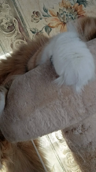 今松澄江ブリーダーからお迎えしたスコティッシュフォールド：ココちゃん