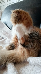 今松澄江ブリーダーからお迎えしたスコティッシュフォールド：ココちゃん