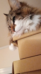 阿部伸二ブリーダーからお迎えしたノルウェージャンフォレストキャット：アプちゃん