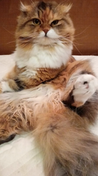 今松澄江ブリーダーからお迎えしたスコティッシュフォールド：ココちゃん