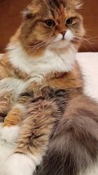 今松澄江ブリーダーからお迎えしたスコティッシュフォールド：ココちゃん