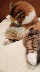 今松澄江ブリーダーからお迎えしたスコティッシュフォールド：ココちゃん