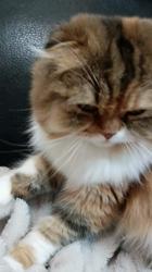 今松澄江ブリーダーからお迎えしたスコティッシュフォールド：ココちゃん