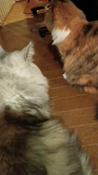 今松澄江ブリーダーからお迎えしたスコティッシュフォールド：ココちゃん