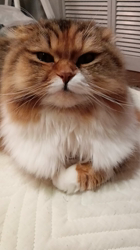 今松澄江ブリーダーからお迎えしたスコティッシュフォールド：ココちゃん