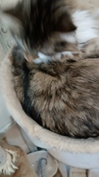 今松澄江ブリーダーからお迎えしたスコティッシュフォールド：ココちゃん