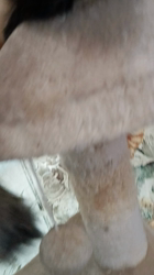 今松澄江ブリーダーからお迎えしたスコティッシュフォールド：ココちゃん