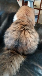 今松澄江ブリーダーからお迎えしたスコティッシュフォールド：ココちゃん