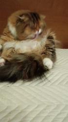 今松澄江ブリーダーからお迎えしたスコティッシュフォールド：ココちゃん