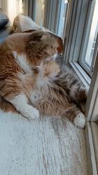 今松澄江ブリーダーからお迎えしたスコティッシュフォールド：ココちゃん