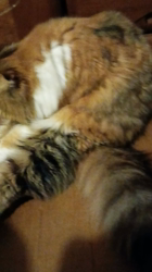 今松澄江ブリーダーからお迎えしたスコティッシュフォールド：ココちゃん