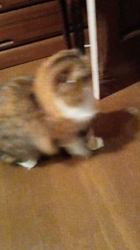 阿部伸二ブリーダーからお迎えしたノルウェージャンフォレストキャット：アプちゃん