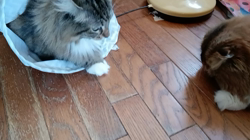 阿部伸二ブリーダーからお迎えしたノルウェージャンフォレストキャット：アプちゃん