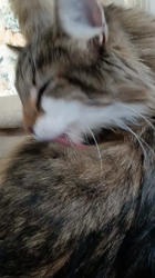 阿部伸二ブリーダーからお迎えしたノルウェージャンフォレストキャット：アプちゃん