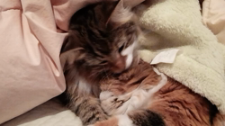 阿部伸二ブリーダーからお迎えしたノルウェージャンフォレストキャット：アプちゃん