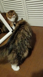 阿部伸二ブリーダーからお迎えしたノルウェージャンフォレストキャット：アプちゃん