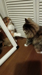 阿部伸二ブリーダーからお迎えしたノルウェージャンフォレストキャット：アプちゃん