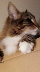 阿部伸二ブリーダーからお迎えしたノルウェージャンフォレストキャット：アプちゃん