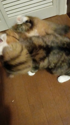 阿部伸二ブリーダーからお迎えしたノルウェージャンフォレストキャット：アプちゃん