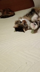 阿部伸二ブリーダーからお迎えしたノルウェージャンフォレストキャット：アプちゃん