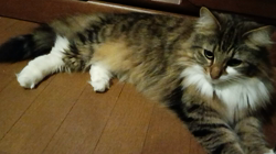阿部伸二ブリーダーからお迎えしたノルウェージャンフォレストキャット：アプちゃん