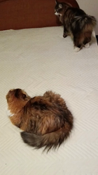 阿部伸二ブリーダーからお迎えしたノルウェージャンフォレストキャット：アプちゃん