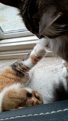 阿部伸二ブリーダーからお迎えしたノルウェージャンフォレストキャット：アプちゃん