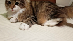 阿部伸二ブリーダーからお迎えしたノルウェージャンフォレストキャット：アプちゃん