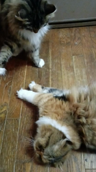 阿部伸二ブリーダーからお迎えしたノルウェージャンフォレストキャット：アプちゃん