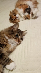 阿部伸二ブリーダーからお迎えしたノルウェージャンフォレストキャット：アプちゃん