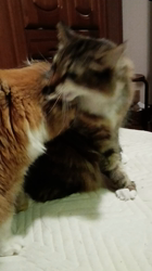 阿部伸二ブリーダーからお迎えしたノルウェージャンフォレストキャット：アプちゃん