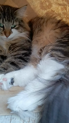 阿部伸二ブリーダーからお迎えしたノルウェージャンフォレストキャット：アプちゃん