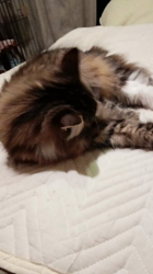阿部伸二ブリーダーからお迎えしたノルウェージャンフォレストキャット：アプちゃん