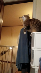 阿部伸二ブリーダーからお迎えしたノルウェージャンフォレストキャット：アプちゃん