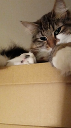 阿部伸二ブリーダーからお迎えしたノルウェージャンフォレストキャット：アプちゃん