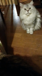 阿部伸二ブリーダーからお迎えしたノルウェージャンフォレストキャット：アプちゃん