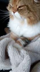 今松澄江ブリーダーからお迎えしたスコティッシュフォールド：ココちゃん