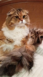 今松澄江ブリーダーからお迎えしたスコティッシュフォールド：ココちゃん